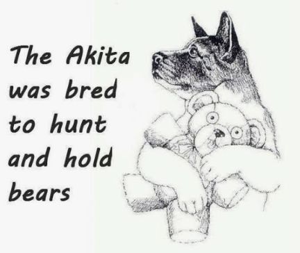 Vintage sketch: the Akita was bred to hunt and hold bears